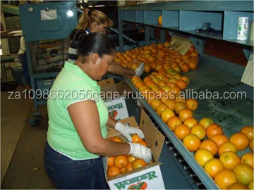 Апельсины класса 1 из Южной Африки