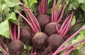 Fresh Beetroot Suppliers In India
