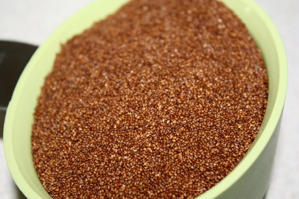 Teff seeds