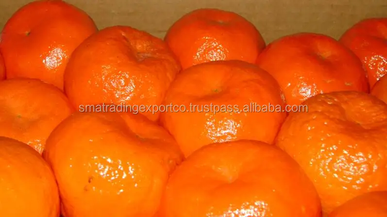 
egyptian mandarin orange 