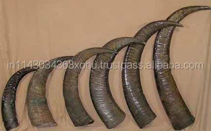 Indian NATURAL Buffalo Horn Solid Tip From 10 cm to 40 cm for Sale Authentic Raw Material Supply Chain