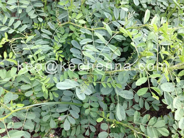 natural indigo leaves hair dye (3)