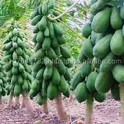 PRICE OF F1 HYBRID PAPAYA SEEDS - MARUTI RED GLORY F1