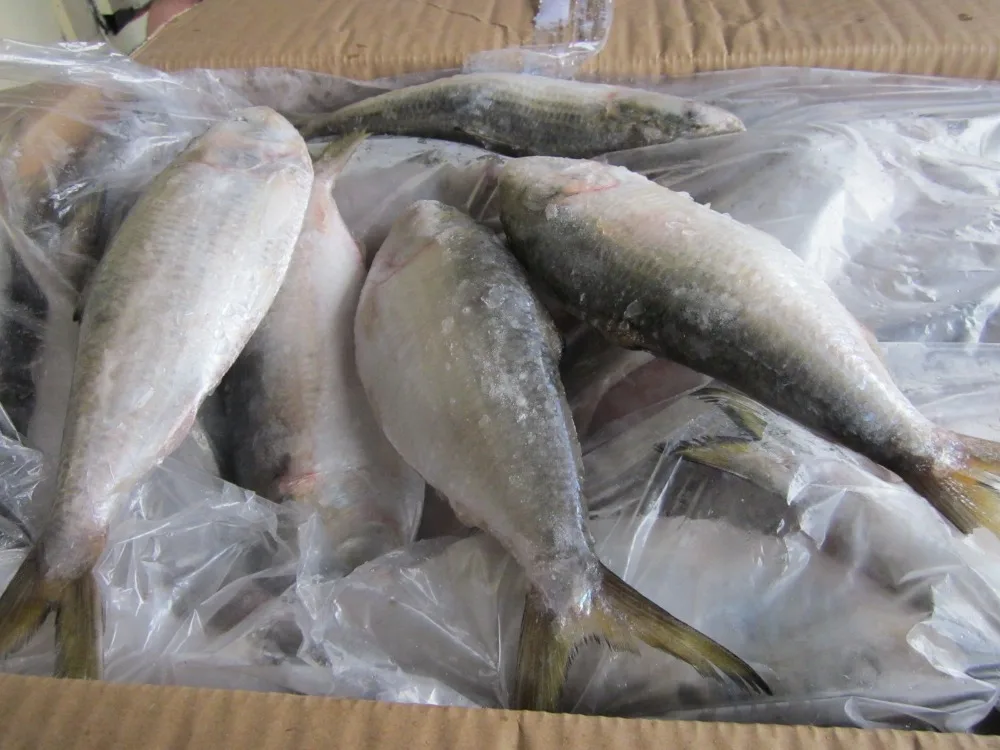 Замороженные сардины Hilsa