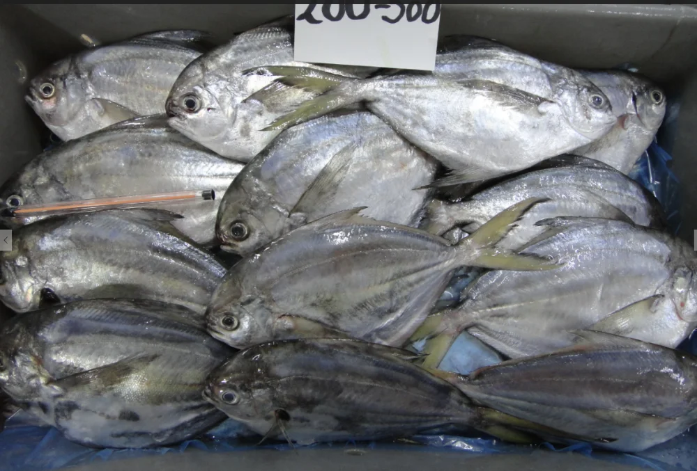 Frozen butter fish