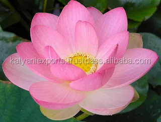 Organic Pink Lotus Floral Wax