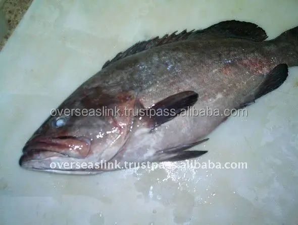 Morocco frozen fish