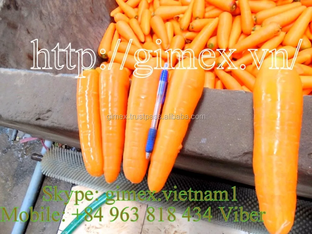  Свежая морковка Размер S M L 2L 3L / Whatsapp + 84963818434