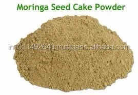 Moringa Seed Oil Extract Powder