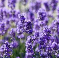 wholesale lavender hydrosol OEM Export for skin care in Bulk Quantity | Lavender Hydrosol Bulk Exporter