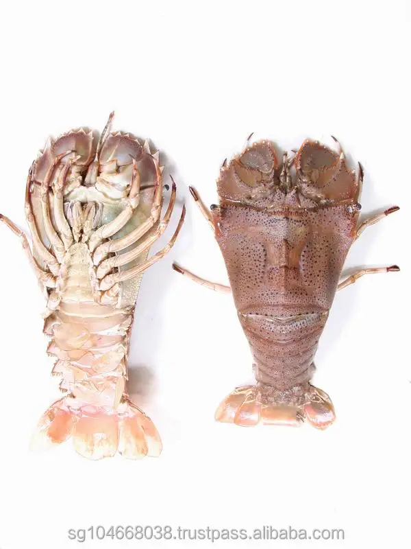  Замороженные тапочки Лобстер