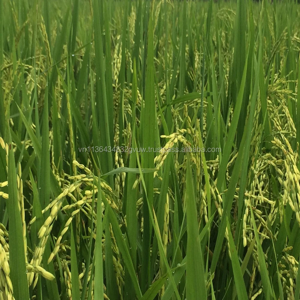 
PREMIUM QUALITY VIETNAM 5% BROKEN JASMINE RICE WITH COMPETITIVE PRICE 