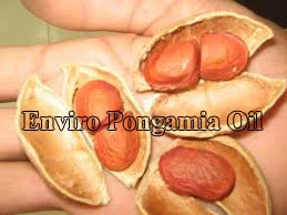 Multiuse Pure & Natural Karanja Seed Oil extracted by cold press method used for agricultural and cosmetic purposes