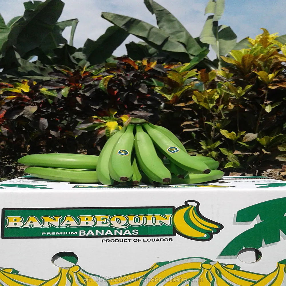 
FRESH BANANAS 