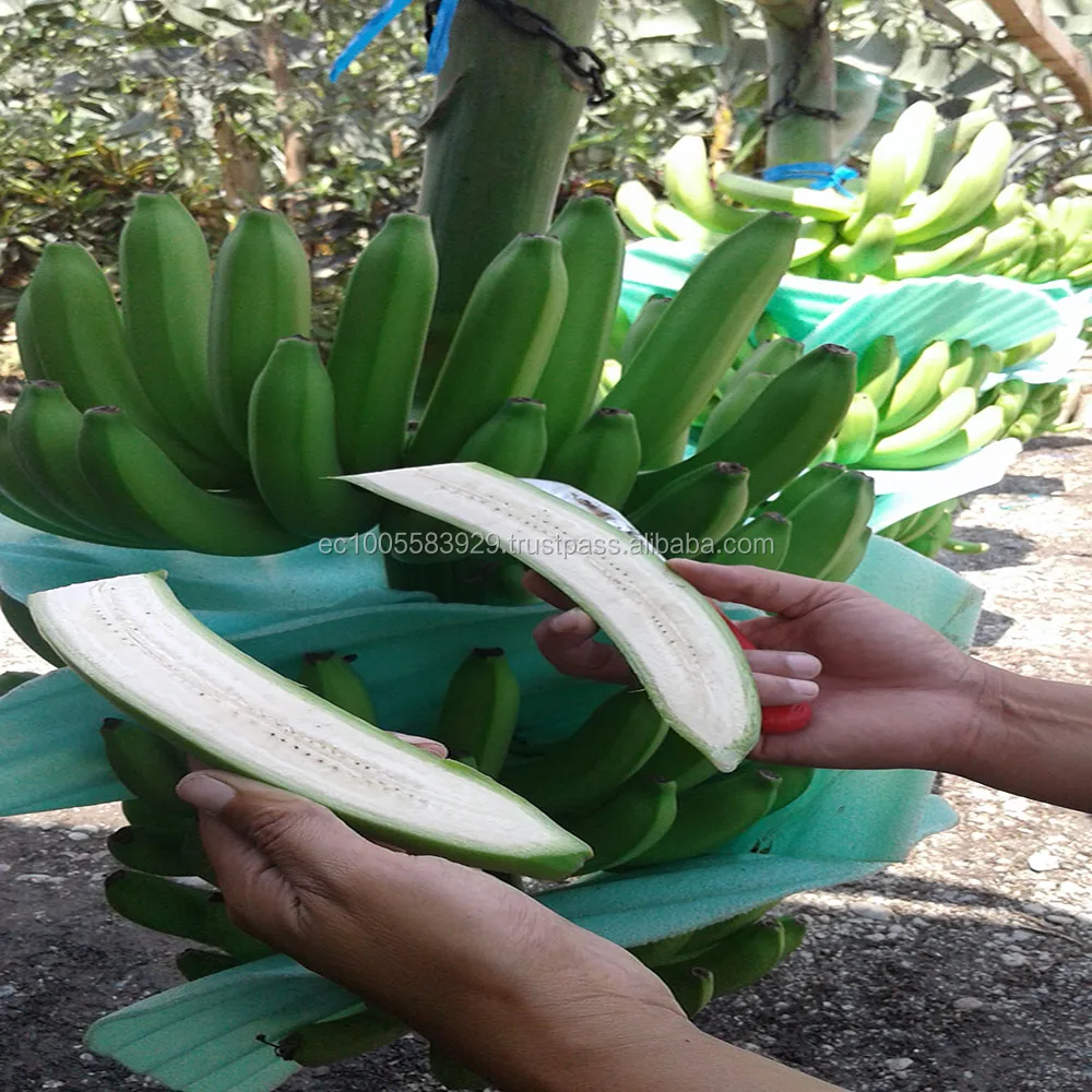 GREEN and FRESH BANANAS!!!