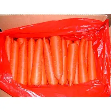 
fresh red Carrot 