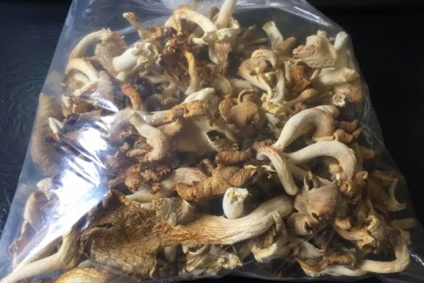 
OYSTER MUSHROOM FROM VIETNAM (Whatsapp: +84 845 6399 639)// in 2020 