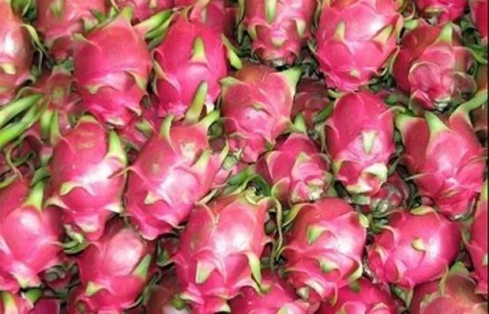 
High Quality Fresh Dragon Fruit/ Mekong Herbals 