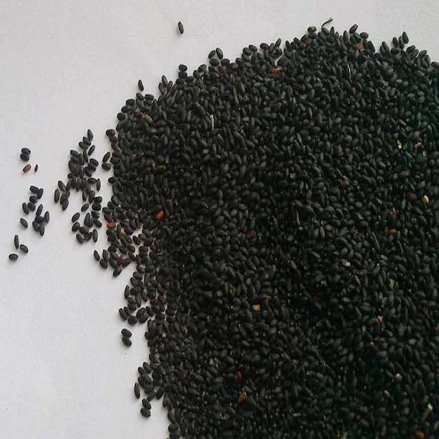 BASIL SEED ( SABJA SEED ) High Quality