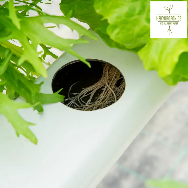 
Versatile Nursery Greenhouse for Seedling, Soilless agriculture products and Drip Irrigation 