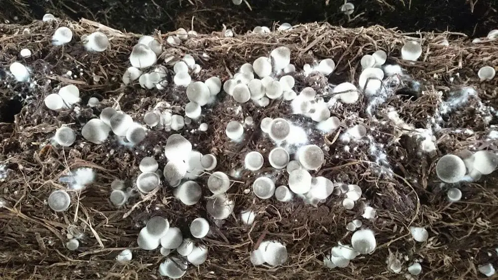 
Frozen mushroom,IQF Straw mushroom-high quality Frozen Vegetables 2020 +84 845 639 639 