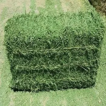  Альфафа сено