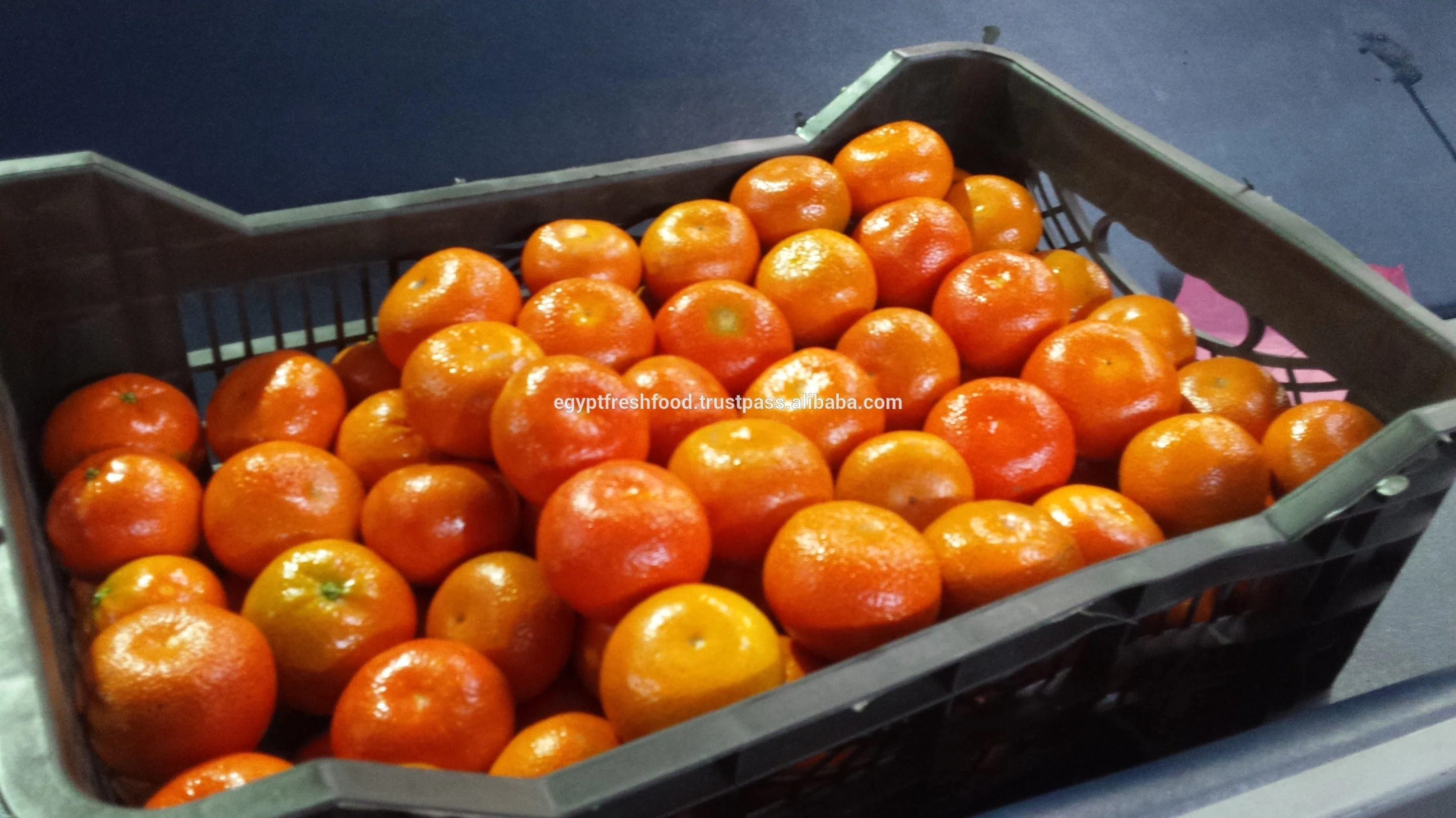 High quality oranges , citrus from egypt , best price