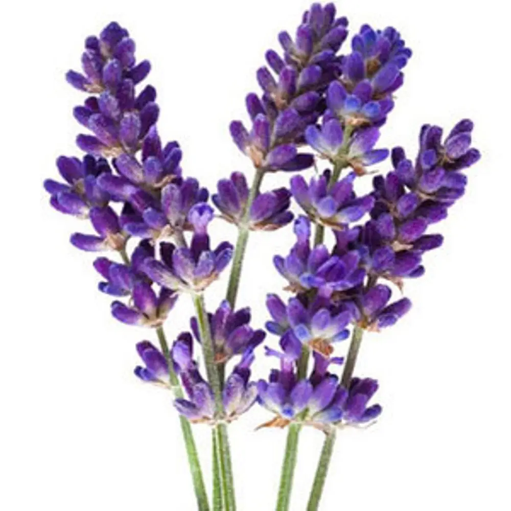 wholesale lavender hydrosol OEM Export for skin care in Bulk Quantity | Lavender Hydrosol Bulk Exporter