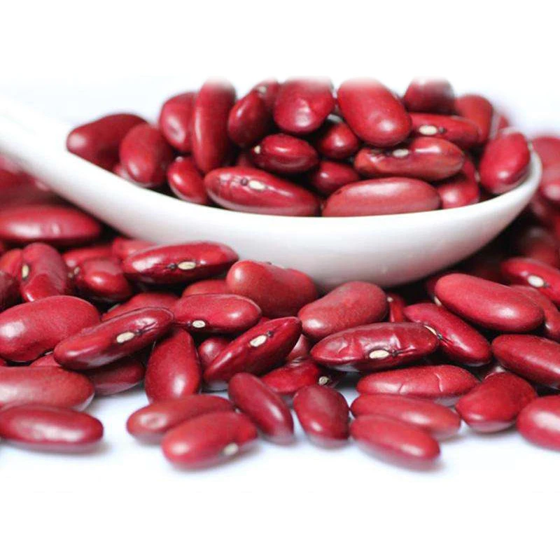 
New Crop 2019 High Quality Dried Small Red Kidney Bean 
