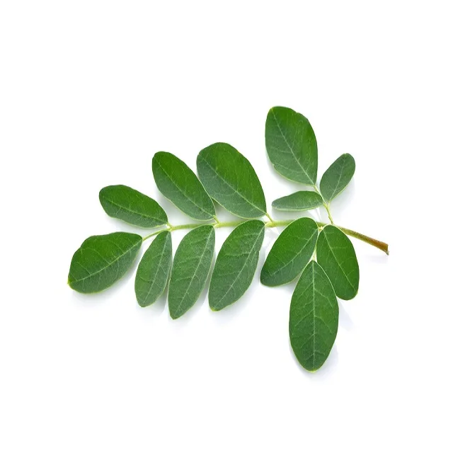 A grade Quality Wholesale dried moringa leaves