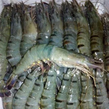 for SALE Sea Shrimps Seafood Fresh Frozen Shrimp Frozen Red Deep Sea