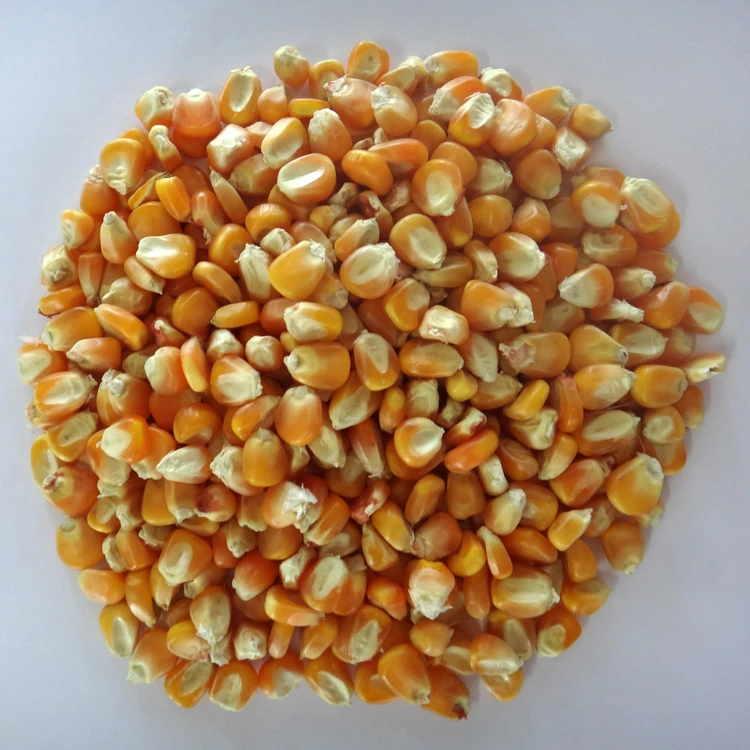 
Cattle Feed Yellow Maize 