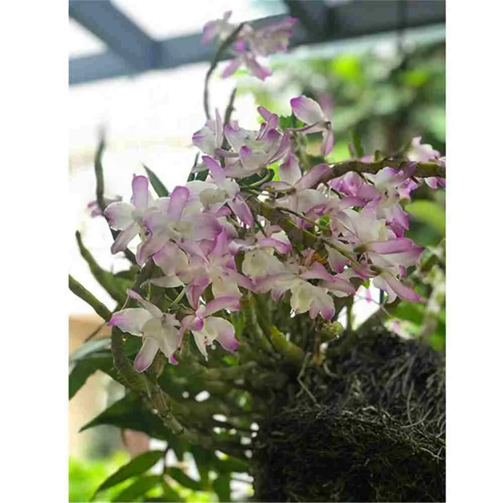 2019 cheapest fresh flower preserved fresh flower fresh lotus flower