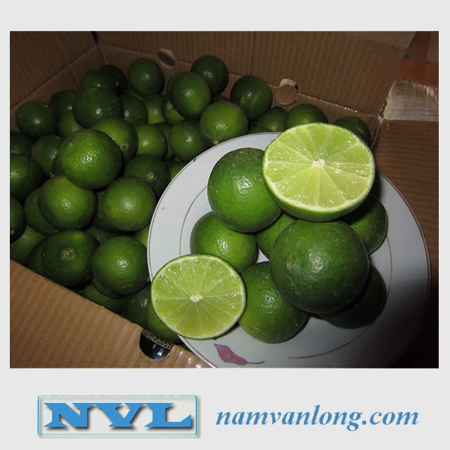 
FRESH LIME WITH HIGH QUALITY AND BEST PRICE 