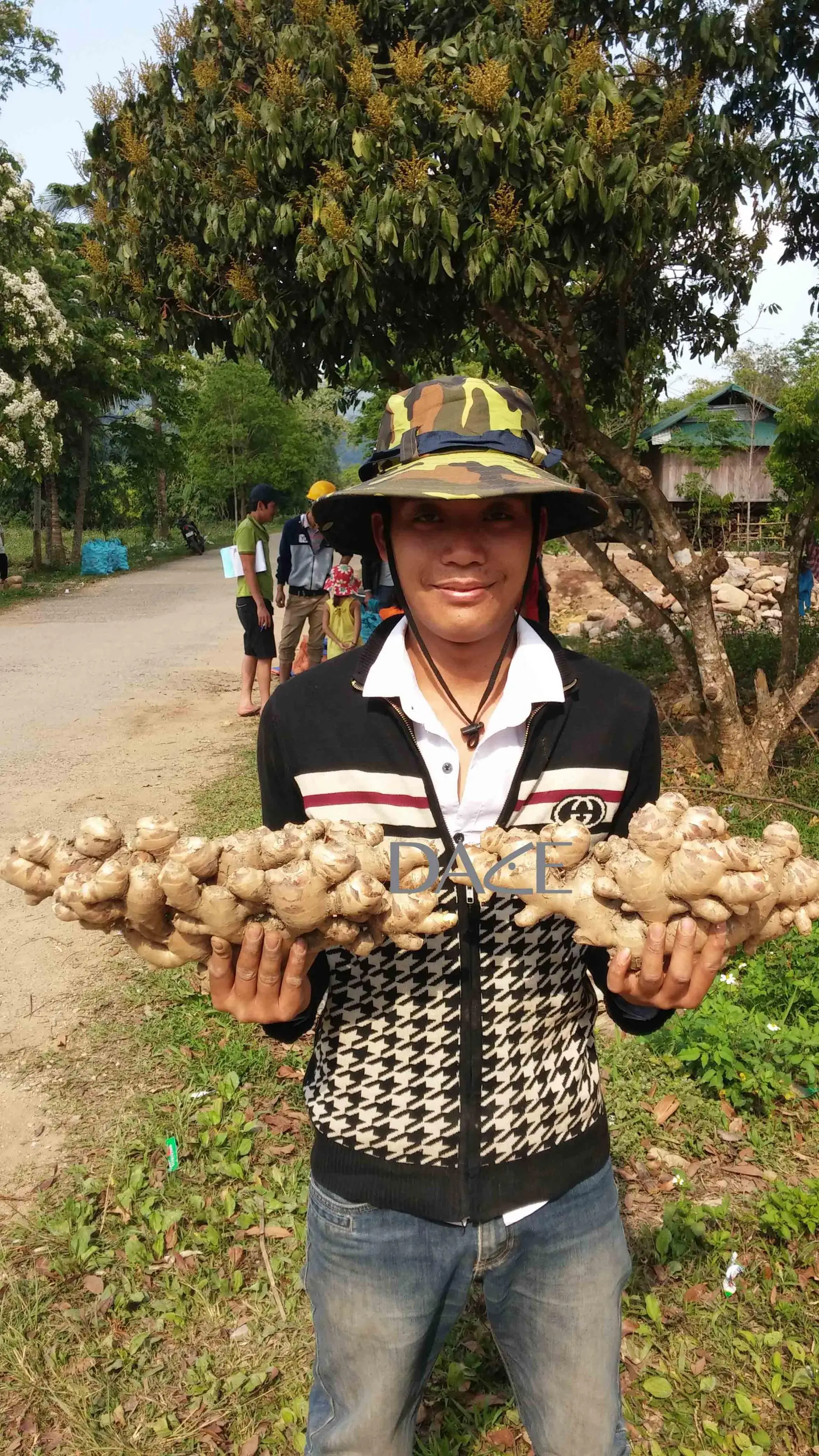 HIGH QUALITY VIETNAM ORGANIC FRESH GINGER EXPORTING JAPANESE KOREAN EU MARKET