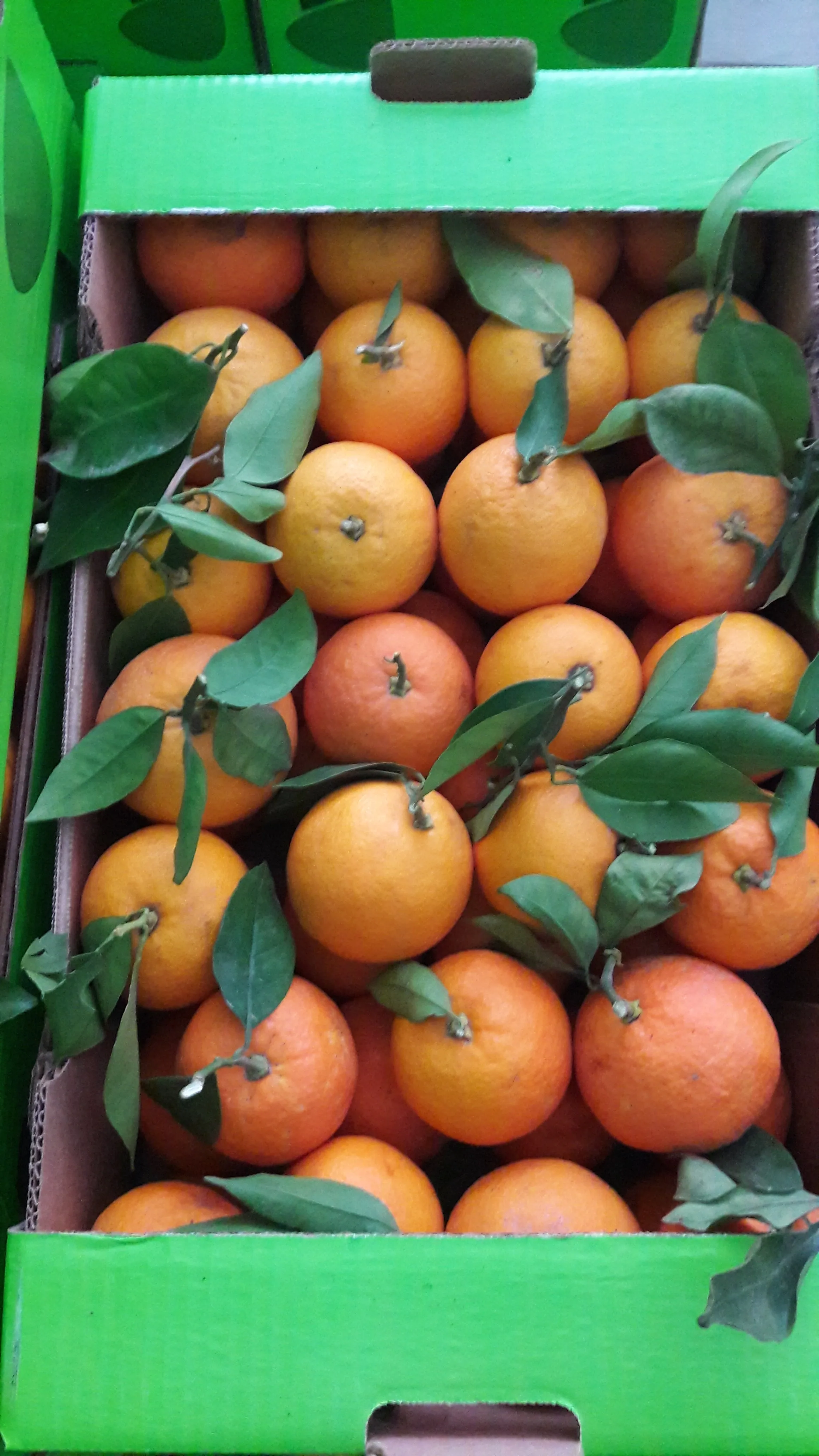 Clementine , Mediterranean  Orange Fruit