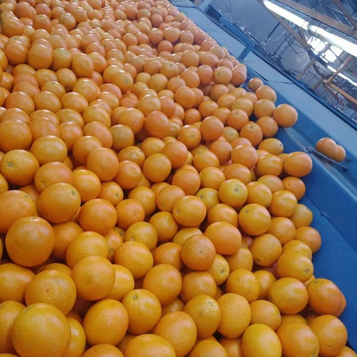 Fresh Egyptian Citrus Fruits, Navel Oranges, Valencia oranges, Mandarin , Lemon , limes