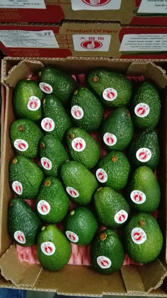 
Frsh Hass Avocado from Peru 