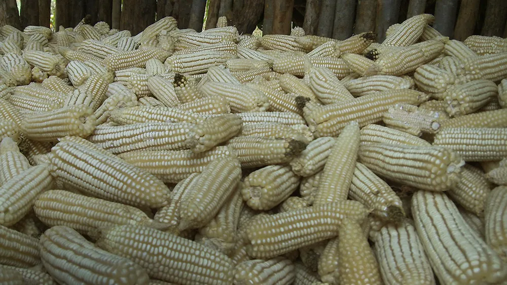 
Yellow Corn and White Corn/ Yellow Maize for Animal Feed or Human consumption FOR SALE 