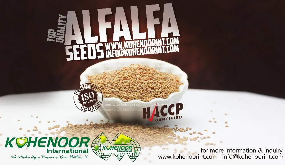 Top Quality Kohenoor A1 Alfalfa Seed