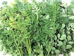 
Moringa dried leaves/moringa leaves/Horseradish treein Viet Nam 