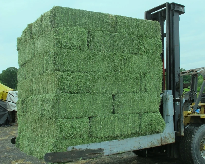 Premium Alfalfa Hay, Rhodes Grass, Oats Hay Ready / Oats Hay Animal Feed for Sale
