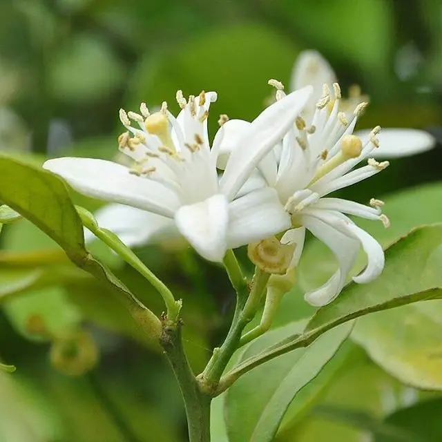 Neroli (Orange Blossom) Natural and Pure  Hydrosol Floral Water at reasonable price