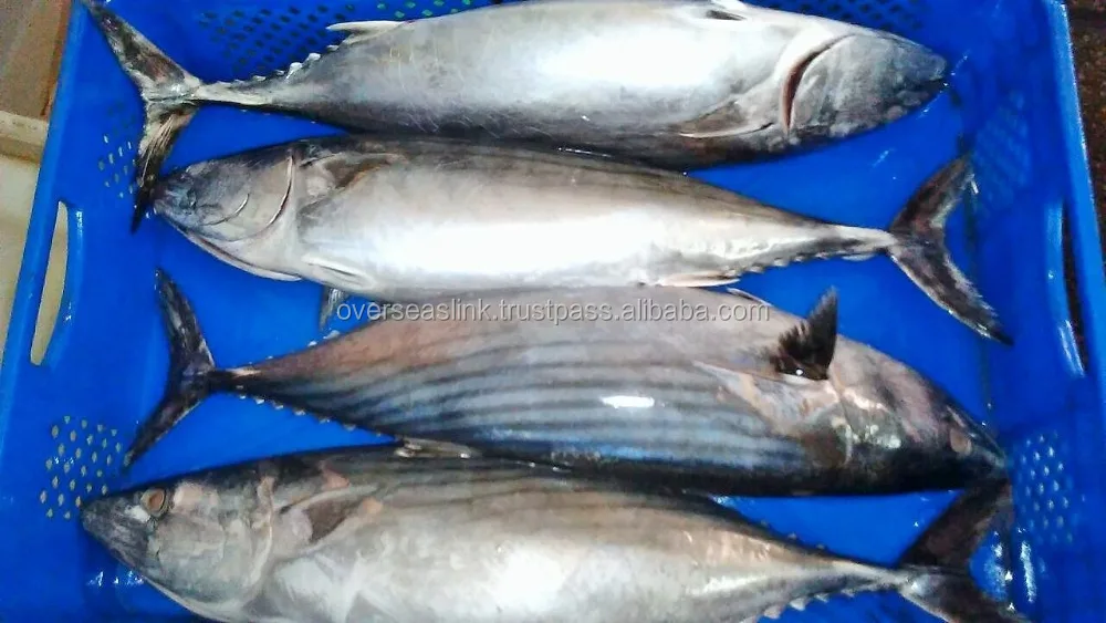 
Hot Selling High Quality olig frozen bonito tuna for wholesale 
