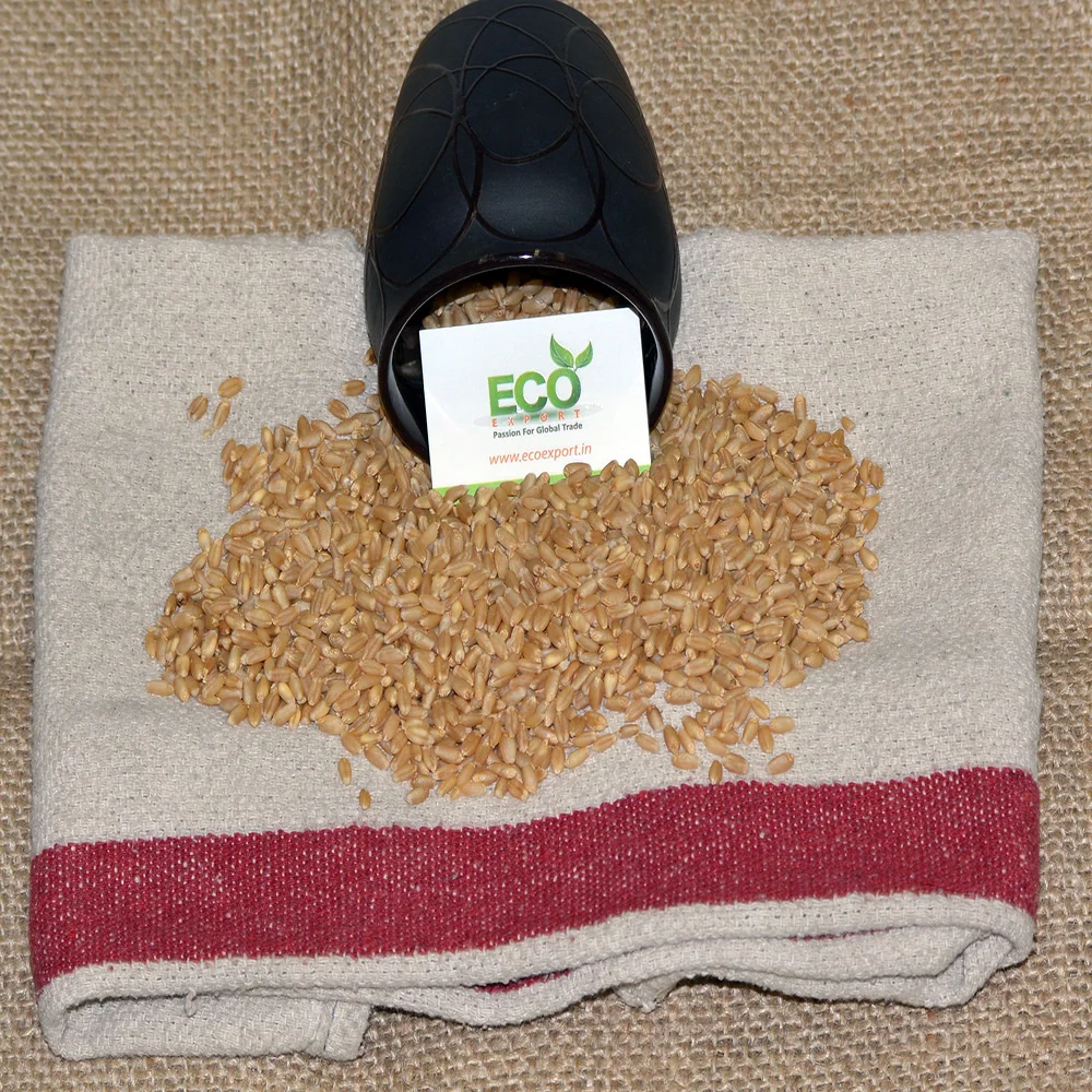 Зерно пшеницы для корма животных и людей