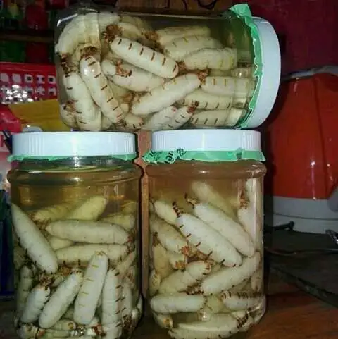 
Amazing price termite queen with wine whatsapp +84 845 639 639 