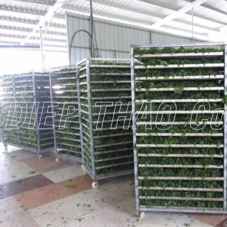 DRIED ULVA LACTUCA ( SEA LETTUCE)