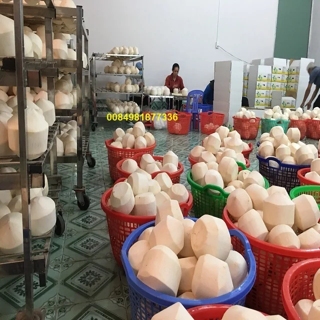 green young coconut for sale