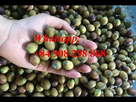 the high quality lotus seeds/ Vivian Ha +84 33 8820462