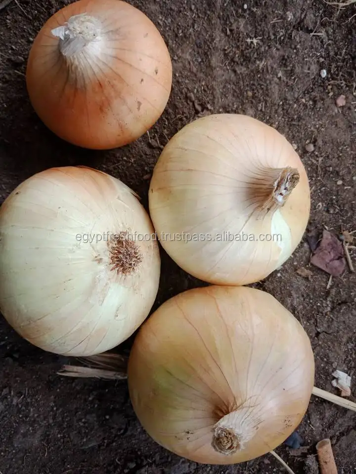 Red and Gold onions for Dubai market , best price season 2020